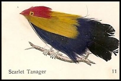11 Scarlet Tanager